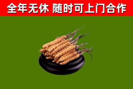 邵东市烟酒回收冬虫夏草.jpg